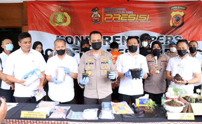 barang bukti dalam rangka press realise penangkapan pelaku penanaman pohon Ganja