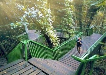Menikmati Suasana Segar Hutan di Jantung Kota Bandung