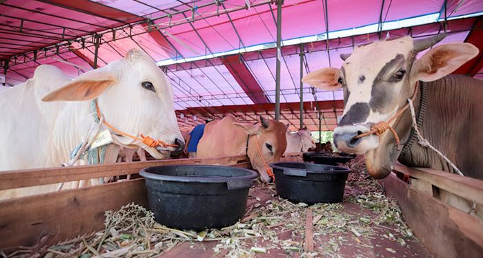 Jelang Idul adha, Pemkot Bandung Gelar Pemeriksaan Hewan Kurban