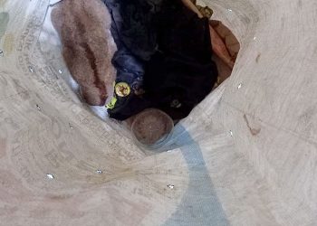 Satgas Pamtas Yonkav 12/Beruang Cakti Gagalkan Penyelundupan Satwa Dilindungi di Perbatasan RI-Mly