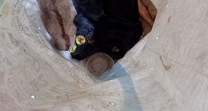 Satgas Pamtas Yonkav 12/Beruang Cakti Gagalkan Penyelundupan Satwa Dilindungi di Perbatasan RI-Mly