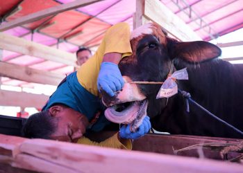 DKPP Telah Periksa 11.000 Hewan Kurban untuk Pastikan Kesehatan dan Kelaikan