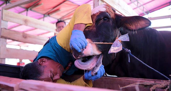 DKPP Telah Periksa 11.000 Hewan Kurban untuk Pastikan Kesehatan dan Kelaikan