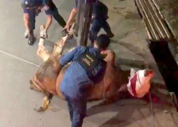 Diskar PB Kota Bandung Selamatkan Seekor Sapi yang Masuk Parit
