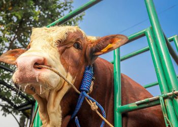 Tiga Sapi Simental dan Limosin Asal Kota Bandung Terpilih Jadi Sapi Kurban Presiden