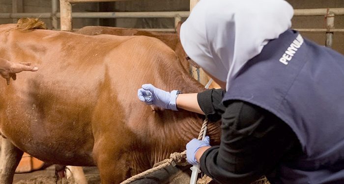 DKPP Kota Bandung Gercep Vaksin 500 Sapi, Cegah Penularan PMK