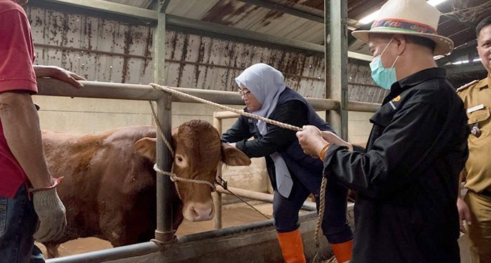 Strategi DKPP Kota Bandung Perkuat Ketahanan Pangan dan Kendalikan PMK