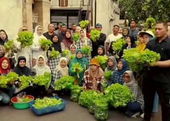 Buruan SAE Taruna 08 Panen Selada Hijau 92,07 Kg, Segar, Sehat, dan Bikin Bangga!