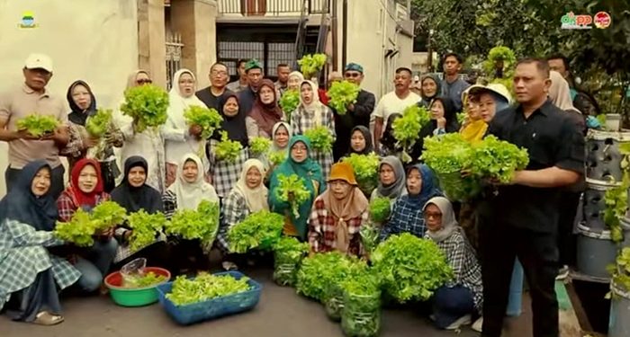 Buruan SAE Taruna 08 Panen Selada Hijau 92,07 Kg, Segar, Sehat, dan Bikin Bangga!