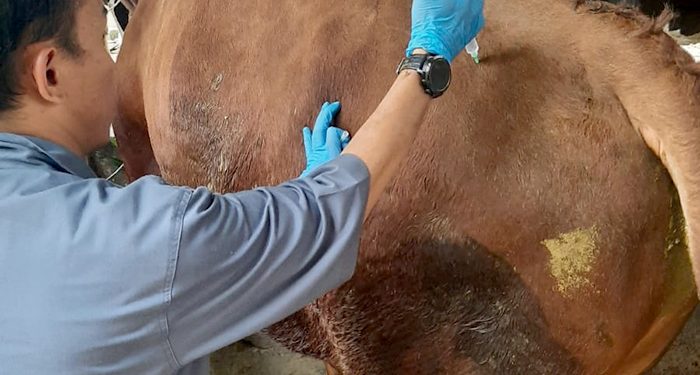 Dispangtan Cegah Penyebaran PMK Terhadap Hewan Ternak Kota Cimahi