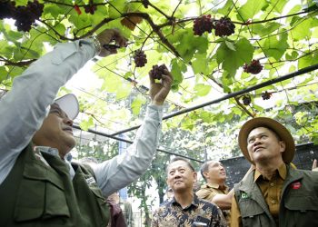 Kelompok Buruan Sae Kelurahan Mengger Panen Banyak Sayur dan Anggur, Kualitas Bersaing dan Dilirik Pasar