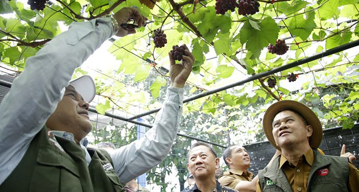 Kelompok Buruan Sae Kelurahan Mengger Panen Banyak Sayur dan Anggur, Kualitas Bersaing dan Dilirik Pasar