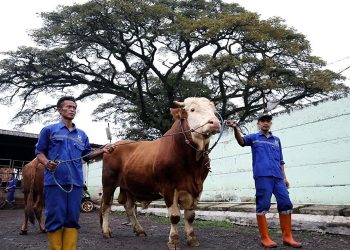 Erwin di Percaya untuk Sembelih Sapi Qurban Milik Presiden dan Wali Kota Bandung