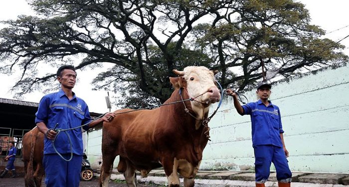 Erwin di Percaya untuk Sembelih Sapi Qurban Milik Presiden dan Wali Kota Bandung