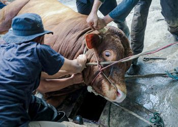 Pemkot Bandung akan Terus Pantau Penyembelihan Hewan Qurban Selama Hari Tasrik