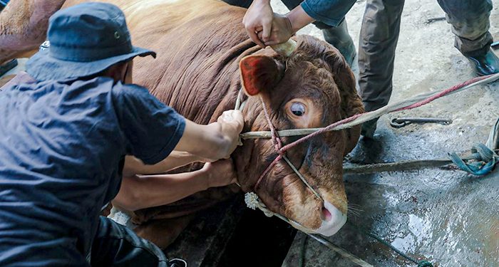 Pemkot Bandung akan Terus Pantau Penyembelihan Hewan Qurban Selama Hari Tasrik