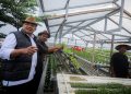 Manfaatkan Atap Bangunan, Urban Farming RW 7 Suka Asih Raup Jutaan Rupiah