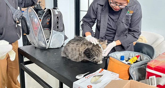 Bangsawan Hadir di Ciumbuleuit, DKPP Bandung Sediakan Vaksin Rabies dan Sterilisasi Gratis