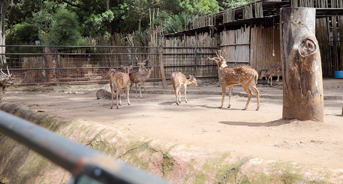 Wali Kota Bandung Ungkap Tiga Pilihan Konsep Kebun Binatang Bandung