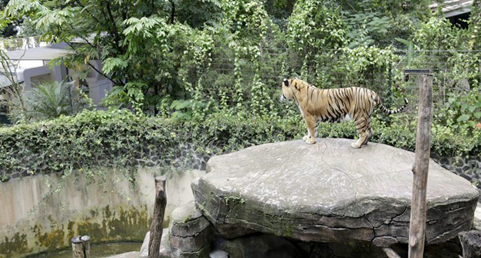 Dua Anak Harimau Mati Akibat Virus Panleukopenia, Farhan Minta Tata Kelola Kebun Binatang Bandung Dievaluasi