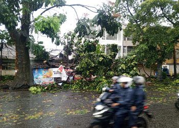 Dampak Hujan Deras, Tim Gabungan Tangani 31 Pohon Tumbang dan Tanggul Jebol