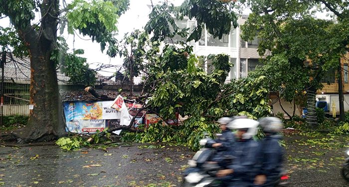 Dampak Hujan Deras, Tim Gabungan Tangani 31 Pohon Tumbang dan Tanggul Jebol