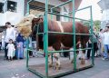 Farhan Serahkan Sapi Qurban Presiden RI Bernama “Sheva” kepada Warga Bandung