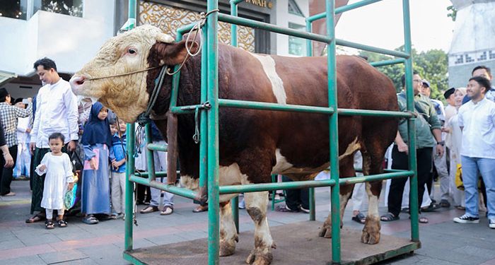 Farhan Serahkan Sapi Qurban Presiden RI Bernama “Sheva” kepada Warga Bandung