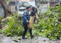 Pemkot Bandung Sambut Kebijakan Jabar soal Larangan Pangkas Pohon