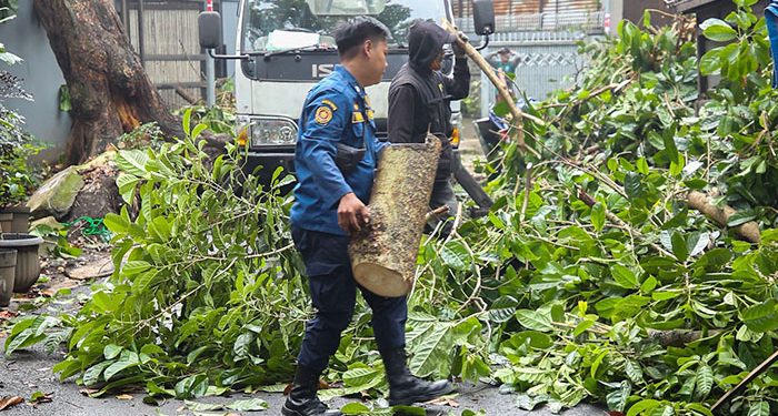 Pemkot Bandung Sambut Kebijakan Jabar soal Larangan Pangkas Pohon