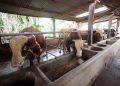 Jelang Idul Adha, Bandung Perketat Pemeriksaan Hewan dan Daging Qurban