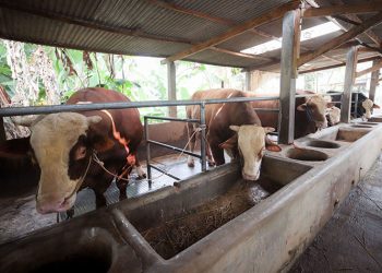 Jelang Idul Adha, Bandung Perketat Pemeriksaan Hewan dan Daging Qurban