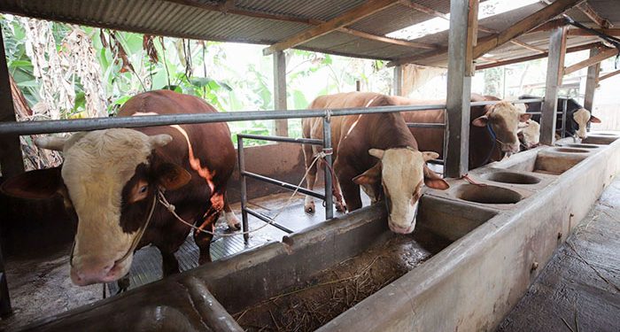 Jelang Idul Adha, Bandung Perketat Pemeriksaan Hewan dan Daging Qurban