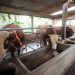 Jelang Idul Adha, Bandung Perketat Pemeriksaan Hewan dan Daging Qurban