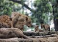 Lelang Ulang Kebun Binatang Bandung Masuk Tahap Final, Tersisa Tiga Kandidat