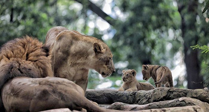 Lelang Ulang Kebun Binatang Bandung Masuk Tahap Final, Tersisa Tiga Kandidat