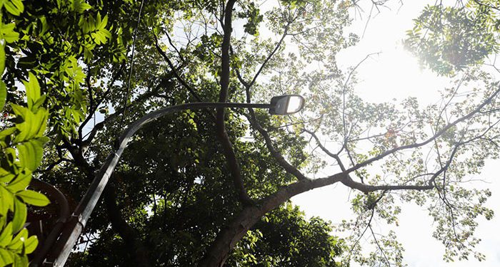 Pohon di Jalan Provinsi tak Boleh Ditebang Sembarangan, Pemkot Bandung Dukung Aturan Jabar