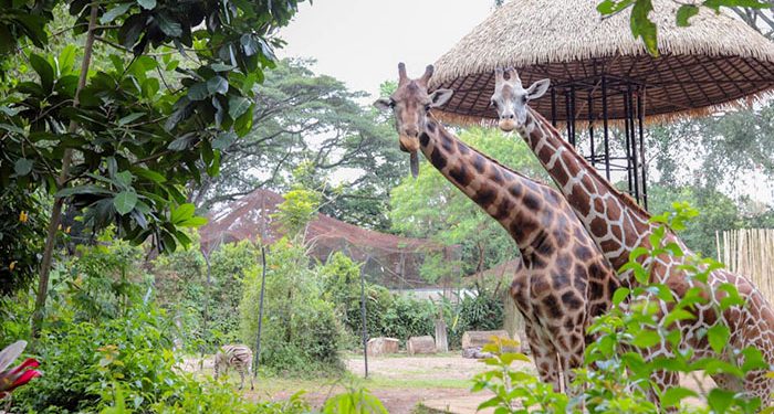Bandung Zoo Segera Punya Pengelola Baru, Farhan Tegaskan Proses Tender Terbuka