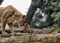 PT Fauna Land Ancol Resmi Kelola Bandung Zoo, Pemkot Siapkan Revitalisasi dan Pembukaan Kembali
