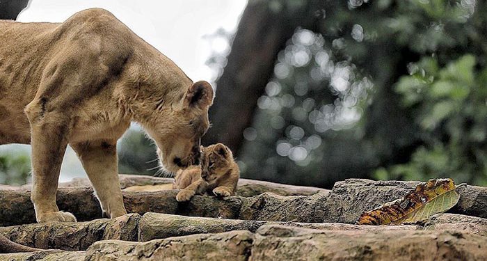 PT Fauna Land Ancol Resmi Kelola Bandung Zoo, Pemkot Siapkan Revitalisasi dan Pembukaan Kembali