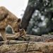 PT Fauna Land Ancol Resmi Kelola Bandung Zoo, Pemkot Siapkan Revitalisasi dan Pembukaan Kembali