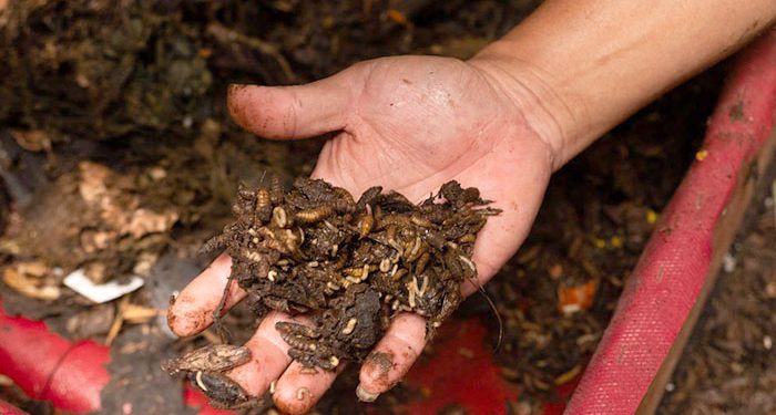 Kelurahan Pasirlayung Sukses Kelola Sampah Organik, Tak Lagi Kirim ke TPS
