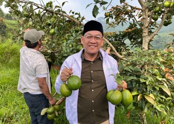 Panen Perdana Alpukat Binaan BAZNAS Jabar Buka Harapan Kemandirian Petani