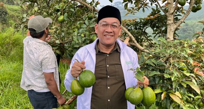 Panen Perdana Alpukat Binaan BAZNAS Jabar Buka Harapan Kemandirian Petani