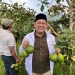 Panen Perdana Alpukat Binaan BAZNAS Jabar Buka Harapan Kemandirian Petani