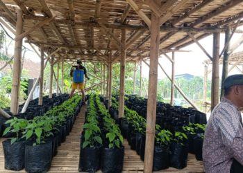 KWT Makmur Sejahtera Tasikmalaya Kembangkan Cabai Mahkota Dompol, Didorong Perkuat Ketahanan Pangan
